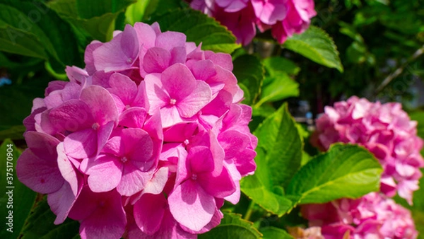 Fototapeta Wonderful splendor of a pink flower 