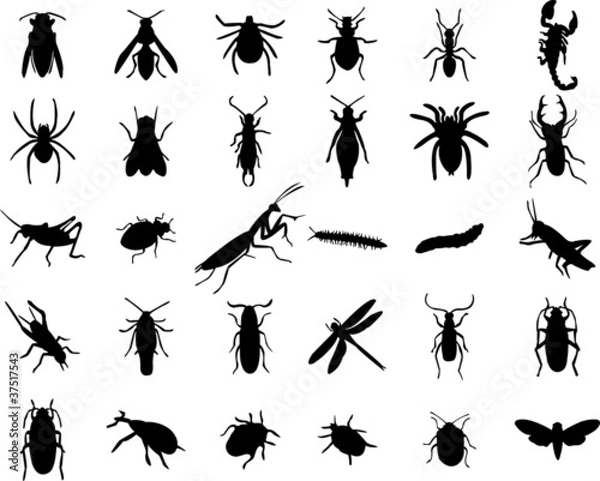 Obraz Zestaw sylwetki błędów - wektor