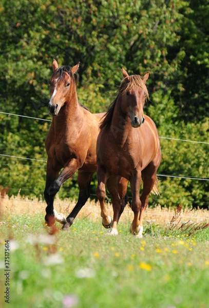 Fototapeta Zweijährige American Quarter Horse Hengste