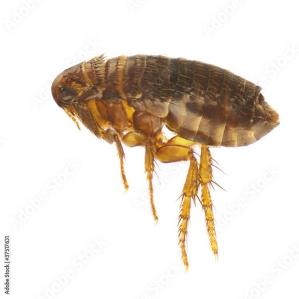 Obraz Ctenocephalides felis