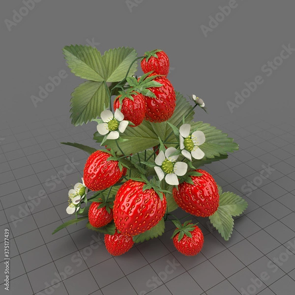 Obraz Strawberries