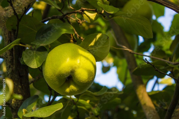 Obraz quince fruit grows on quince tree in garden.