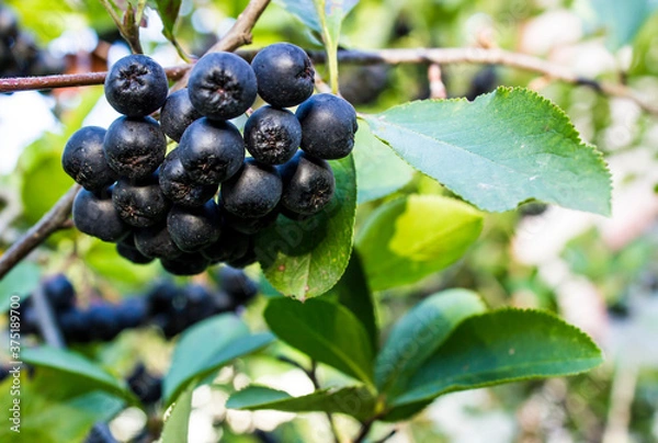 Fototapeta Ripe Chokeberry on the branches of a bush chokeberry