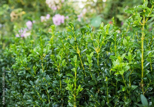 Obraz boxwood bush with dew drops in the garden.