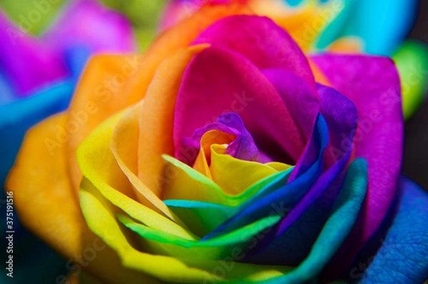 Obraz Close-up rainbow rose