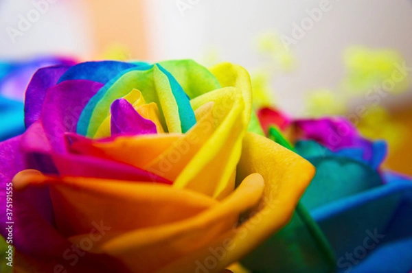 Obraz Rainbow rose on white background