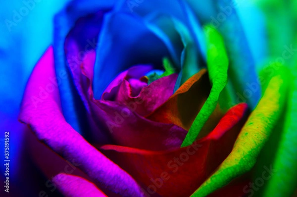Obraz Close-up rainbow rose
