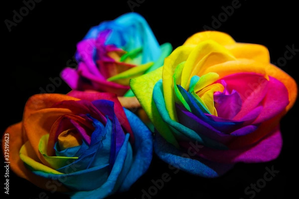 Obraz Rainbow roses on black background