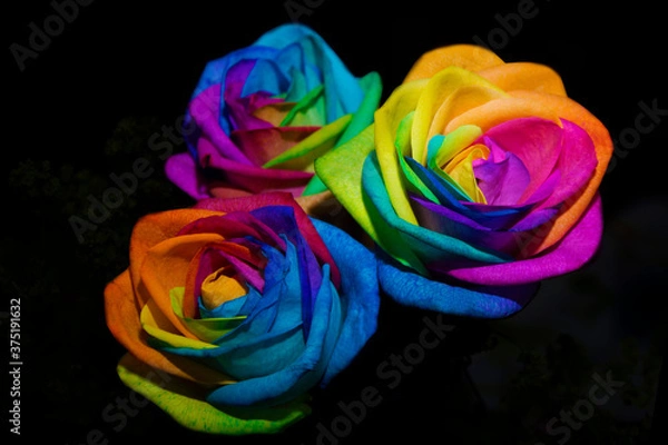 Obraz Rainbow roses on black background