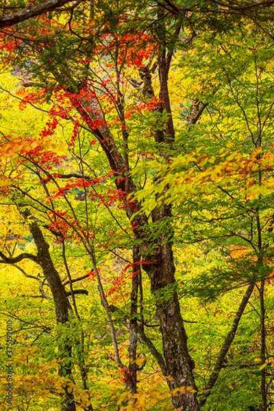 Fototapeta 西沢渓谷の秋の色