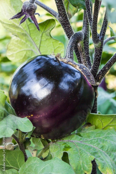 Obraz purple eggplant ripens on a branch with green leaves