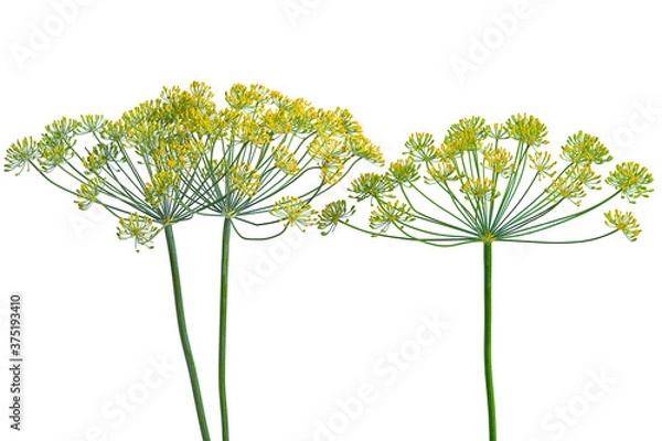 Obraz flowering dill branch on white background