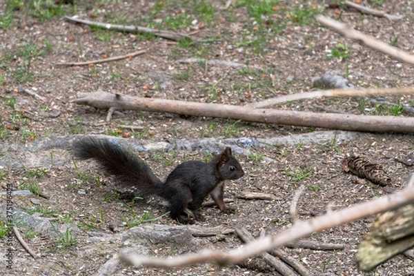 Fototapeta Eichhörnchen schwarz