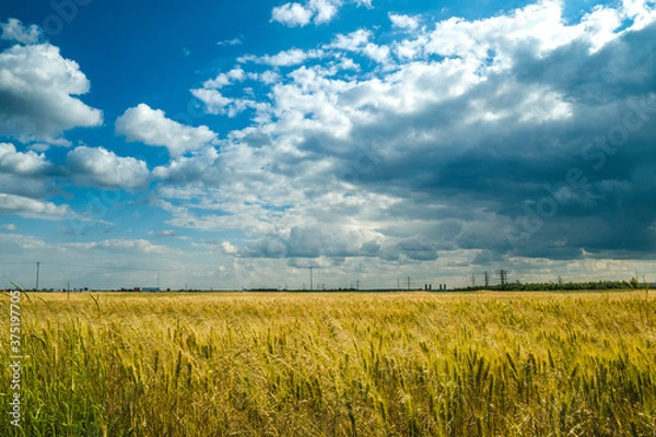 Obraz Grain field landscape with sky with clouds.