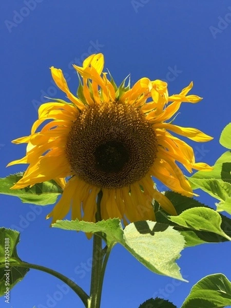 Obraz sunflower on blue sky