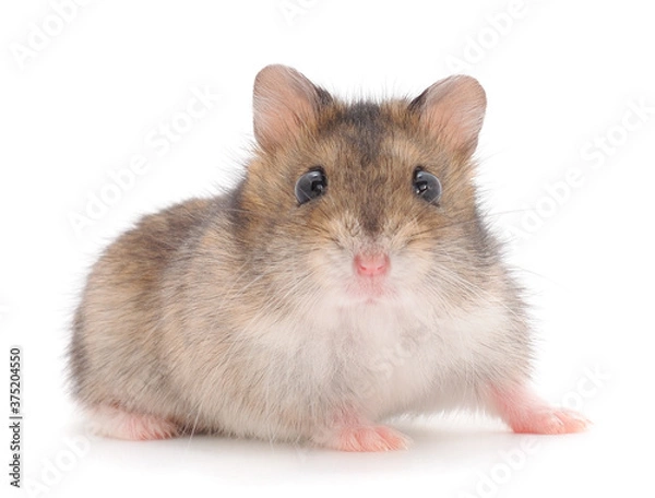 Obraz Dwarf gray hamster.
