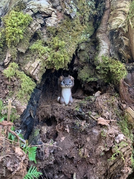 Obraz squirrel in the tree