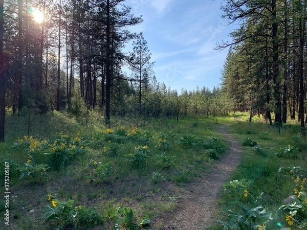 Obraz path in the forest