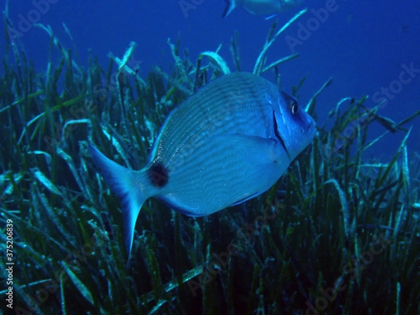 Obraz Sar commun - Poisson de Méditerranée - Diplodus sargus