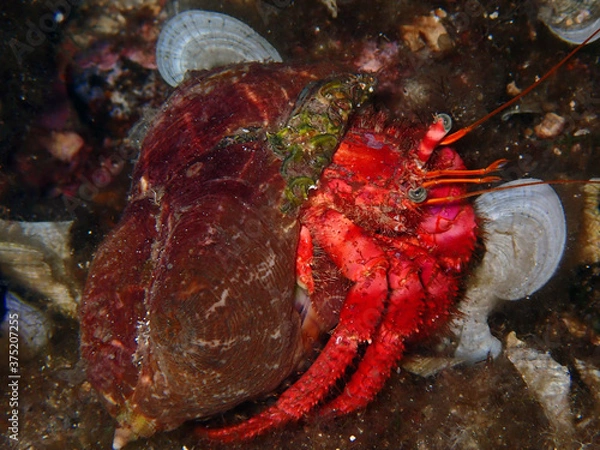 Fototapeta Bernard l'ermite