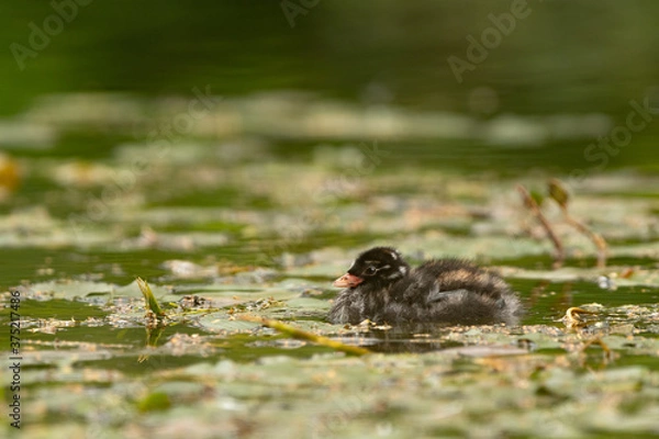 Obraz Little Grebe Chick