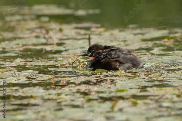 Obraz Little Grebe with Chick