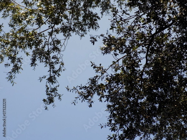 Fototapeta Nature and Beauty