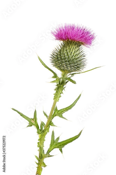 Obraz Spear thistle isolated