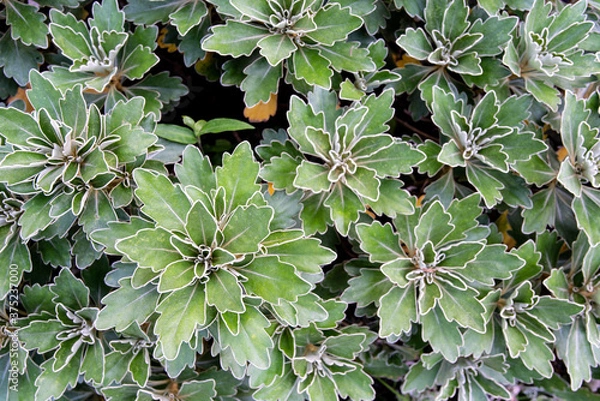Obraz close up green plant