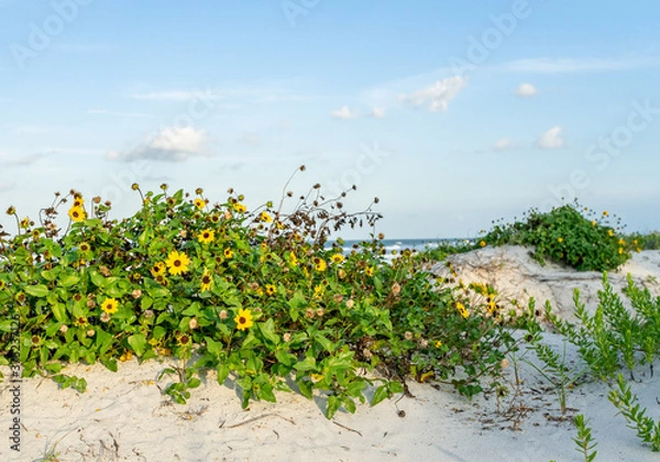 Obraz dune daisies