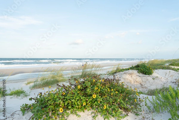 Obraz beach daisies 