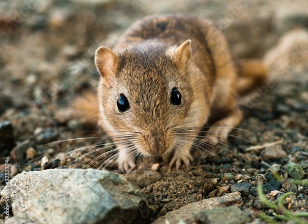 Obraz Jird w południe