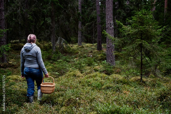 Fototapeta Woman walking with a basket in the forest, looking for lingonberries, blueberries and chanterelle mushrooms to pick and harvest. Photo taken on an autumn day in Sweden.