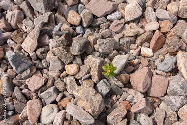 Fototapeta the flower sprouted in the middle of rocky soil