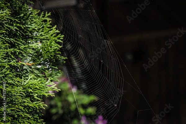 Fototapeta spider web with dew drops