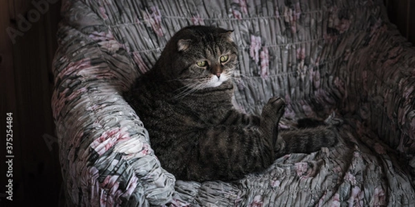 Obraz cat lying on the ground