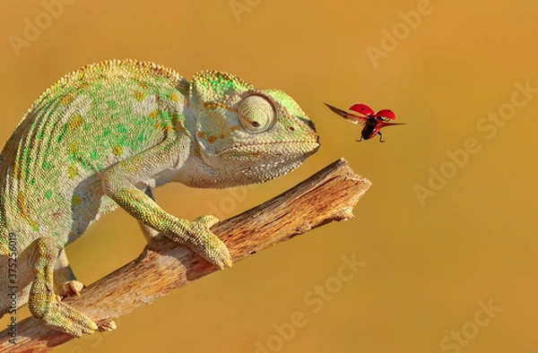 Fototapeta Macro shots, Beautiful nature scene green chameleon 