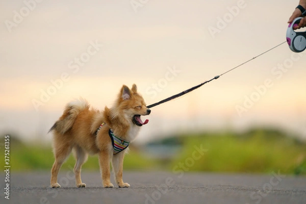 Obraz あくびをする犬