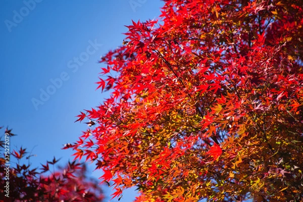 Fototapeta 日本の秋