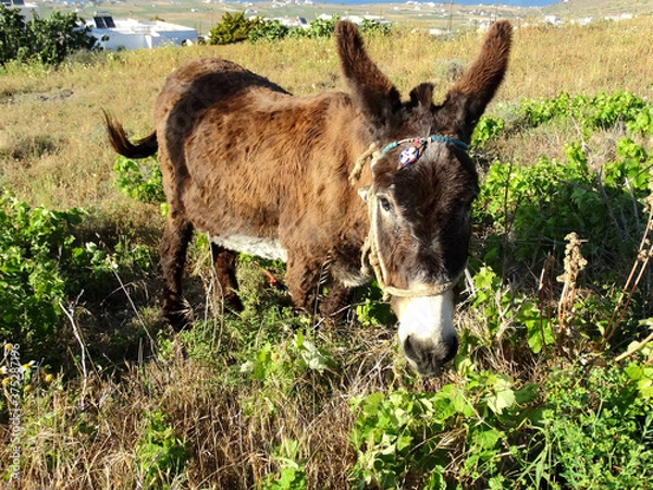 Fototapeta A donkey in the field. Donkey is usually used as a transportation animal by humans.