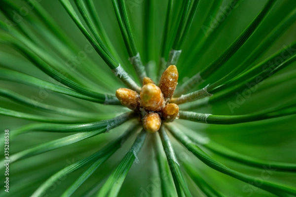 Obraz spruce tree branch close-up, pine texture