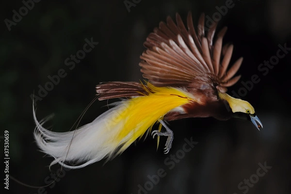 Obraz rajski ptak w locie