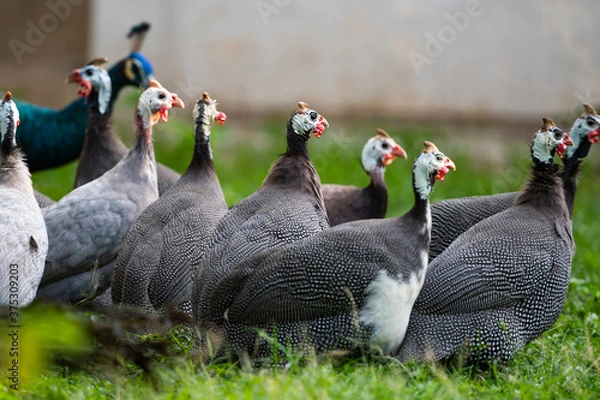 Obraz Helmeted guineafowl