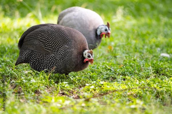 Obraz Helmeted Guineafowl