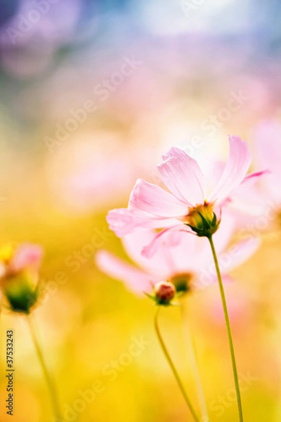 Fototapeta Pink flower