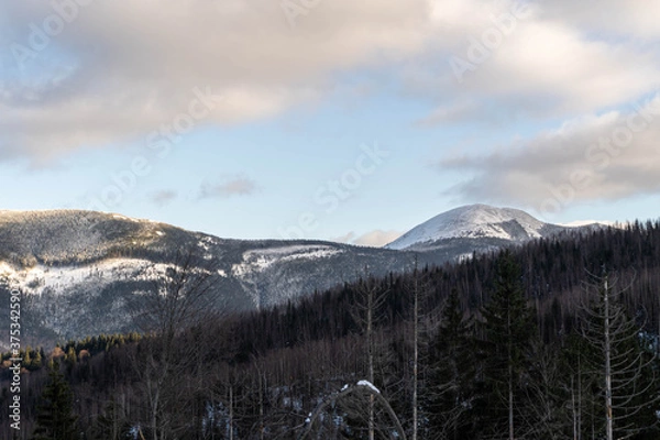Fototapeta Beautiful pine trees against a winter backdrop with mountains on a sunny, blue sky winter day.