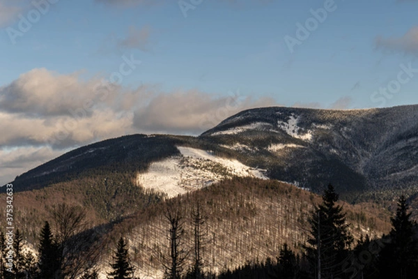 Fototapeta Beautiful pine trees against a winter backdrop with mountains on a sunny, blue sky winter day.