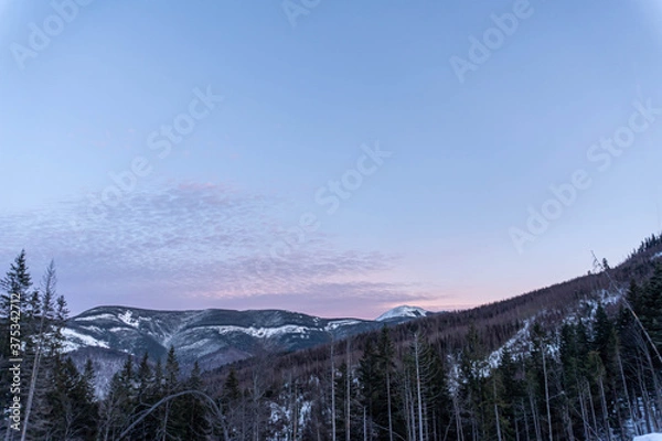 Fototapeta Beautiful pine trees against a winter backdrop with mountains on a sunny, blue sky winter day.