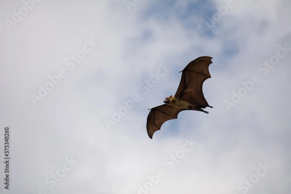 Obraz View from above of a Black flying-foxes (Pteropus alecto) flying in Sri Lanka