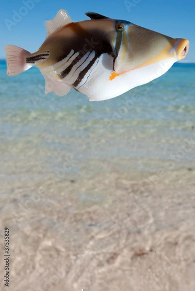 Fototapeta Pesce tropicale